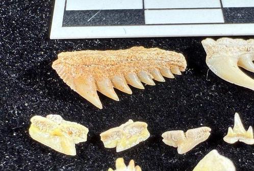Fossiele tand - Very rare micro shark lot Khouribga (Zonder, Verzamelen, Mineralen en Fossielen