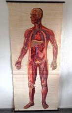 Deutsche Hygiene Museum. - Schoolkaart - Anatomische