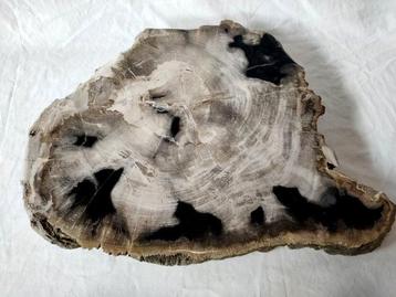 Table basse - Bois Fossile. - table dappoint