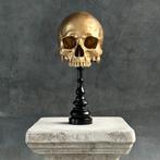 Beeld, NO RESERVE PRICE - Stunning human skull no jaw on a, Antiek en Kunst