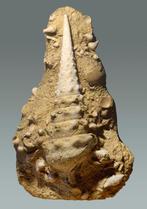Gastropode - Gefossiliseerde schelp - Campanile giganteum