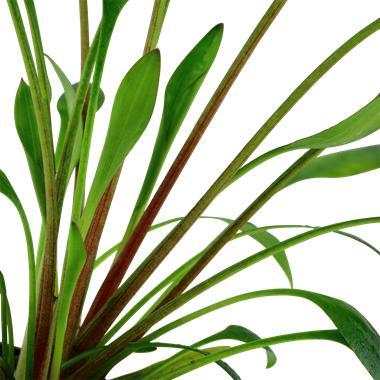 Cryptocoryne x willisii - In Vitro, Animaux & Accessoires, Poissons | Aquariums & Accessoires, Envoi