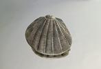 Finely hand embossed - Large Shell - Boîte - Argent 900