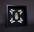 Kevel Taxidermie volledige montage - Phyllium pulchrifolium, Nieuw
