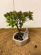 Bonsaï Azalée (Rhododendron) - Hauteur (arbre) : 20 cm -