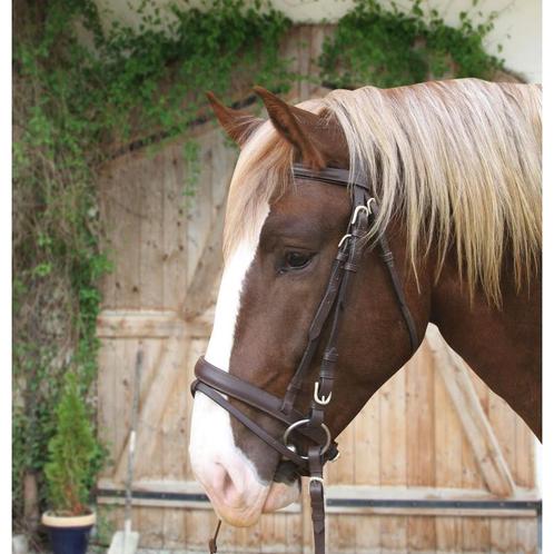 Bridon cuir marron cheval de trait - kerbl, Animaux & Accessoires, Chevaux & Poneys | Autres trucs de cheval, Neuf