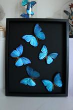 Papillon Support de corps entier pour taxidermie - Morpho