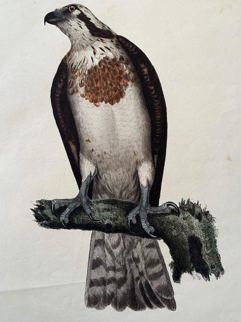 Prideaux John Selby / William Home Lizars - Osprey Female, Antiquités & Art, Antiquités | Livres & Manuscrits