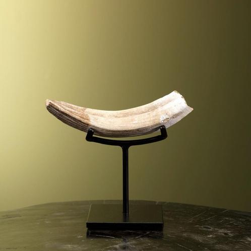 Nijlpaard Slagtand Taxidermie Opgezette Dieren By Max, Verzamelen, Dierenverzamelingen, Opgezet dier, Nieuw, Wild dier, Ophalen of Verzenden