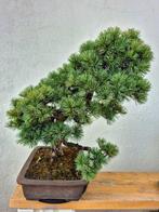 Bonsai van Pinus Pentaphylla - Verzamelstuk - Hoogte (boom):
