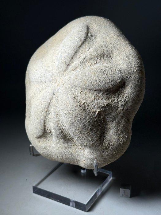 Ongewone grote 10 miljoen jaar oude reuzenzeebiscuit. -, Verzamelen, Mineralen en Fossielen