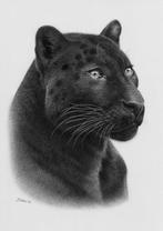Schu - Black panther