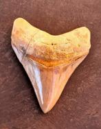 Megalodon - Fossiele tand - 9.5 cm - 7.3 cm, Verzamelen