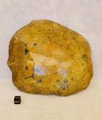 Koraal Koraal - Corail fossilisé, Verzamelen