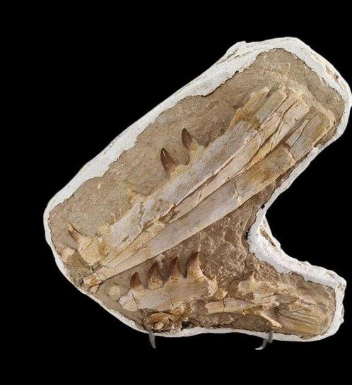 Zeereptiel - Gefossiliseerde kaak - Mosasaurus sp. - 37 cm -, Verzamelen, Mineralen en Fossielen