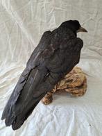 Zwarte kraai Taxidermie volledige montage - corvus corone -, Verzamelen, Dierenverzamelingen, Nieuw