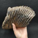 Wolharige mammoet - Fossiele tand - Mammuthus primigenius