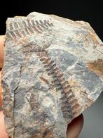 fougère fossile en haute définition - état fertile - Matrice