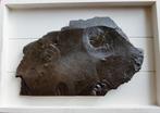 Ammonieten in Posidonia-schalie - Fossiele plaatmatrix -, Collections