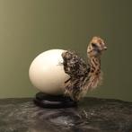 Struisvogel in Ei Taxidermie Opgezette Dieren By Max, Ophalen of Verzenden, Nieuw, Vogel, Opgezet dier