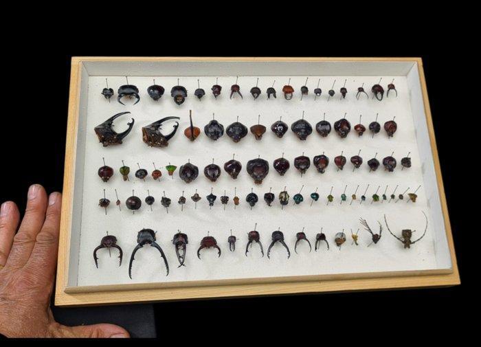 Extraordinary rare collection trophy head of world insects, Verzamelen, Dierenverzamelingen