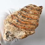 Mammouth laineux - Dent fossile - Mammuthus primigenius -