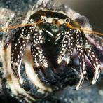 Clibanarius striolatus (Heremietkreeft), Dieren en Toebehoren