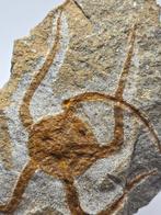 Zeester - Gefossiliseerd dier - 13 cm (Zonder minimumprijs), Verzamelen, Mineralen en Fossielen