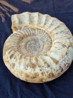 Ammoniet - Gefossiliseerd dier - Kranaosphinctes - 24 cm, Verzamelen, Mineralen en Fossielen