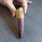 Dinosaurus - Fossiele tand - Spinosaurus aegyptiacus - 105, Verzamelen, Mineralen en Fossielen