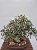 Bonsai van Olea europaea - verzamelstuk - Hoogte (boom): 40