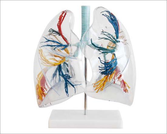 Anatomisch model long transparant ST-ATM 82, Diversen, Verpleegmiddelen, Verzenden