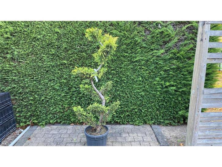 Cypress Toscane bonsai - Sierboom, Tuin en Terras, Planten | Bomen