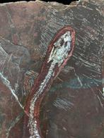Fossiele plaatmatrix - BIG Keichousaurus sp. - 38 cm - 22.5, Verzamelen
