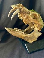 Juveniele Sabretooth Skull (voortplanting) - Gereconstrueerd