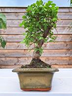 Chinese iep bonsai (Ulmus parviflora) - Hoogte (boom): 20 cm