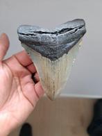 Megalodon - Fossiele tand - USA MEGALODON TOOTH - 9.6 cm -