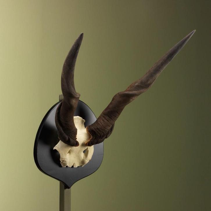 Elandantilope Schedel Taxidermie Opgezette Dieren By Max, Verzamelen, Dierenverzamelingen, Opgezet dier, Nieuw, Wild dier, Ophalen of Verzenden