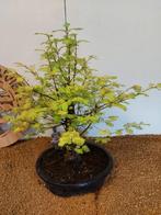 Bonsaï Sequoia côtiers/sapin d’eau (Sequoia) - Hauteur
