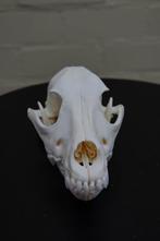 Domestic Dog Schedel - Canis l. familiaris - 0 cm - 0 cm -, Verzamelen, Dierenverzamelingen, Nieuw