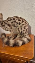 Genet tijgerachtig Taxidermie wandmontage - Genetta tigrina, Verzamelen, Dierenverzamelingen, Nieuw