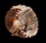 Droomslak  Verzamelobject  OUDE VROUW -Slak  Taxidermie