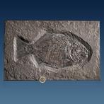 excellent fossile de poisson avec des dents pointues, Verzamelen, Mineralen en Fossielen