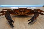 Crabe Squelette - Necora puber XL! - 5 cm - 25 cm - 16 cm -, Nieuw