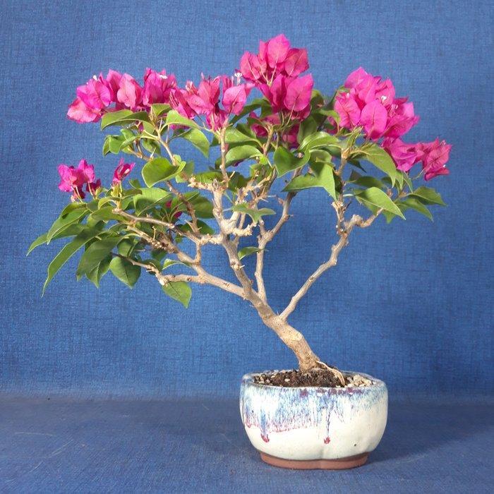 Bougainvillea bonsai (Bougainvillea glabra) - Hoogte (boom):, Antiek en Kunst, Curiosa en Brocante