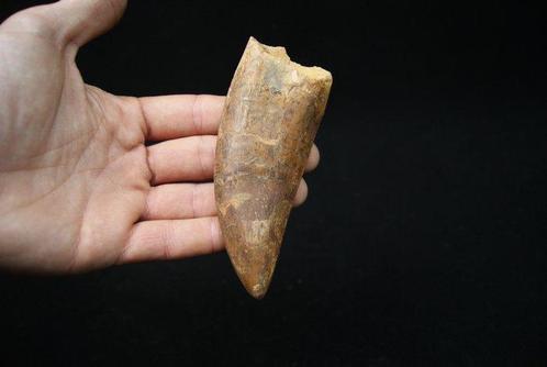 Dinosaurus - Fossiele tand - Carcharodontosaurus saharicus -, Verzamelen, Mineralen en Fossielen