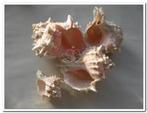 Pink Murex schelpen 500 gram, Nieuw