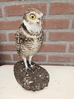 Konijnen uil / Holen uil Taxidermie volledige montage -, Verzamelen, Nieuw