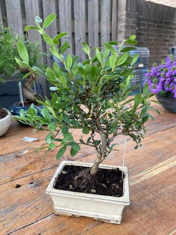 Japanese holly bonsai (Ilex crenata) - Hoogte (boom): 26 cm