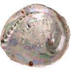 Abalone Schelp XL Nr 31 - 354 gram, Huis en Inrichting, Woonaccessoires | Kandelaars en Kaarsen, Verzenden, Nieuw